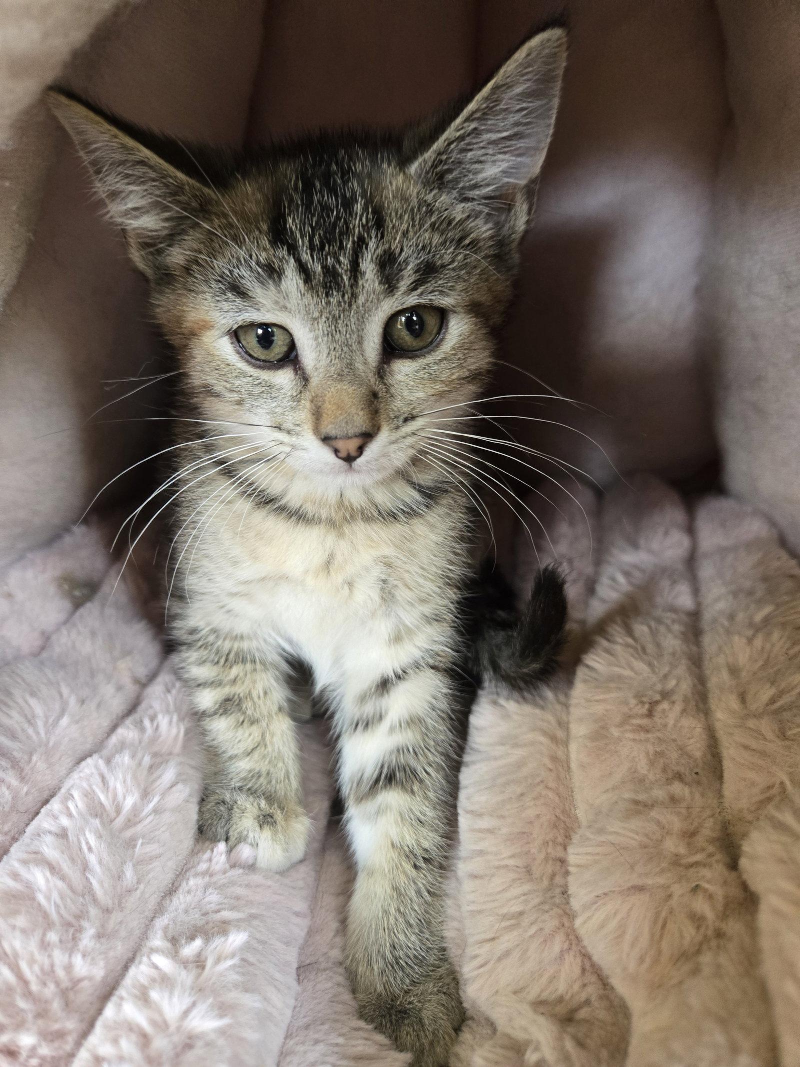 Enlarge Gamora, a Adoptable Domestic Medium Hair in Boston, KY image 2/2