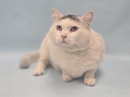 Max, Adoptable, Adult Male Domestic Short Hair.