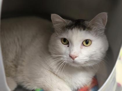 Max, a Adoptable Domestic Short Hair in Golden Valley, MN image 2/2