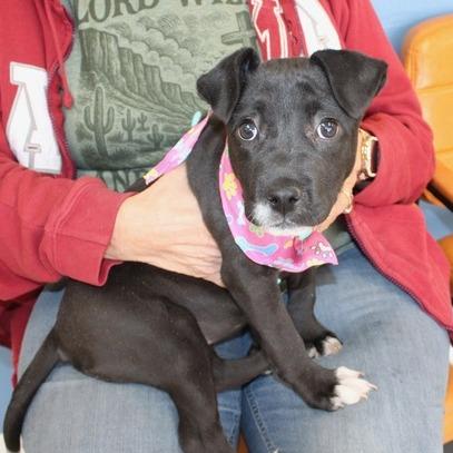 Enlarge Bindi, a Adoptable mixed breed in Birmingham, AL image 1/1