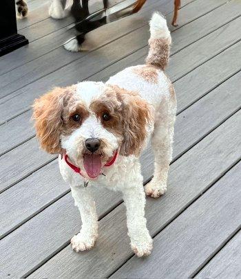 Party Charlie, an adopted Miniature Poodle in Bedford Hills, NY image 5/5