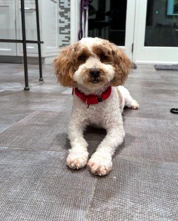 Party Charlie, an adopted Miniature Poodle in Bedford Hills, NY image 1/5