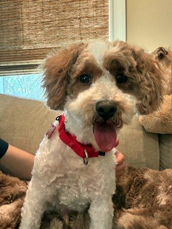 Party Charlie, an adopted Miniature Poodle in Bedford Hills, NY image 3/5