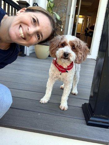 Party Charlie, an adopted Miniature Poodle in Bedford Hills, NY image 4/5