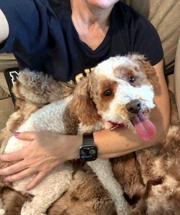 Party Charlie, an adopted Miniature Poodle in Bedford Hills, NY image 2/5