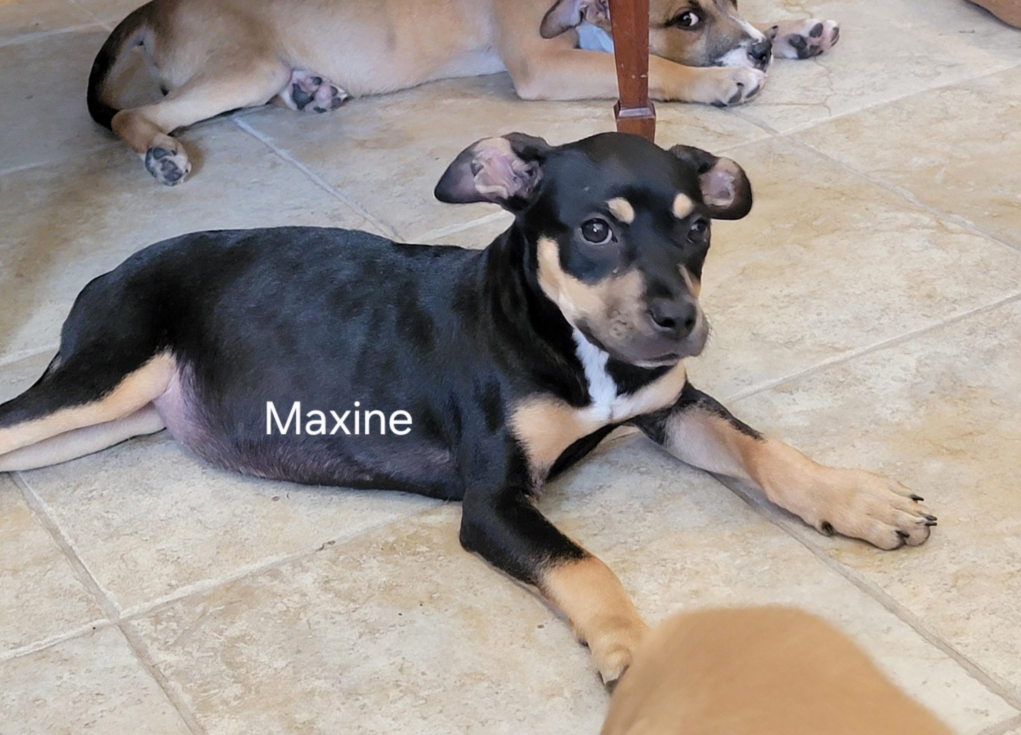 Maxine, a ADOPTABLE mixed breed in St. Augustine, FL image 1/4