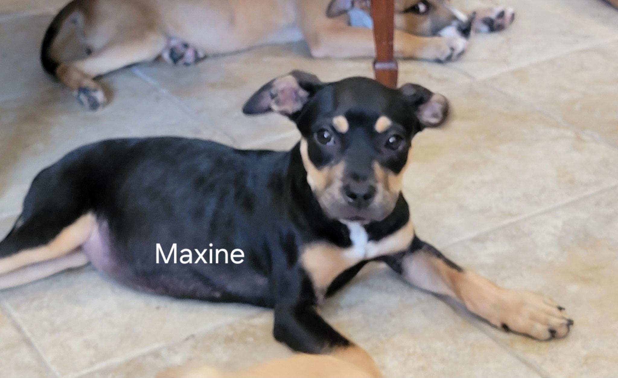 Maxine, a ADOPTABLE mixed breed in St. Augustine, FL image 3/4