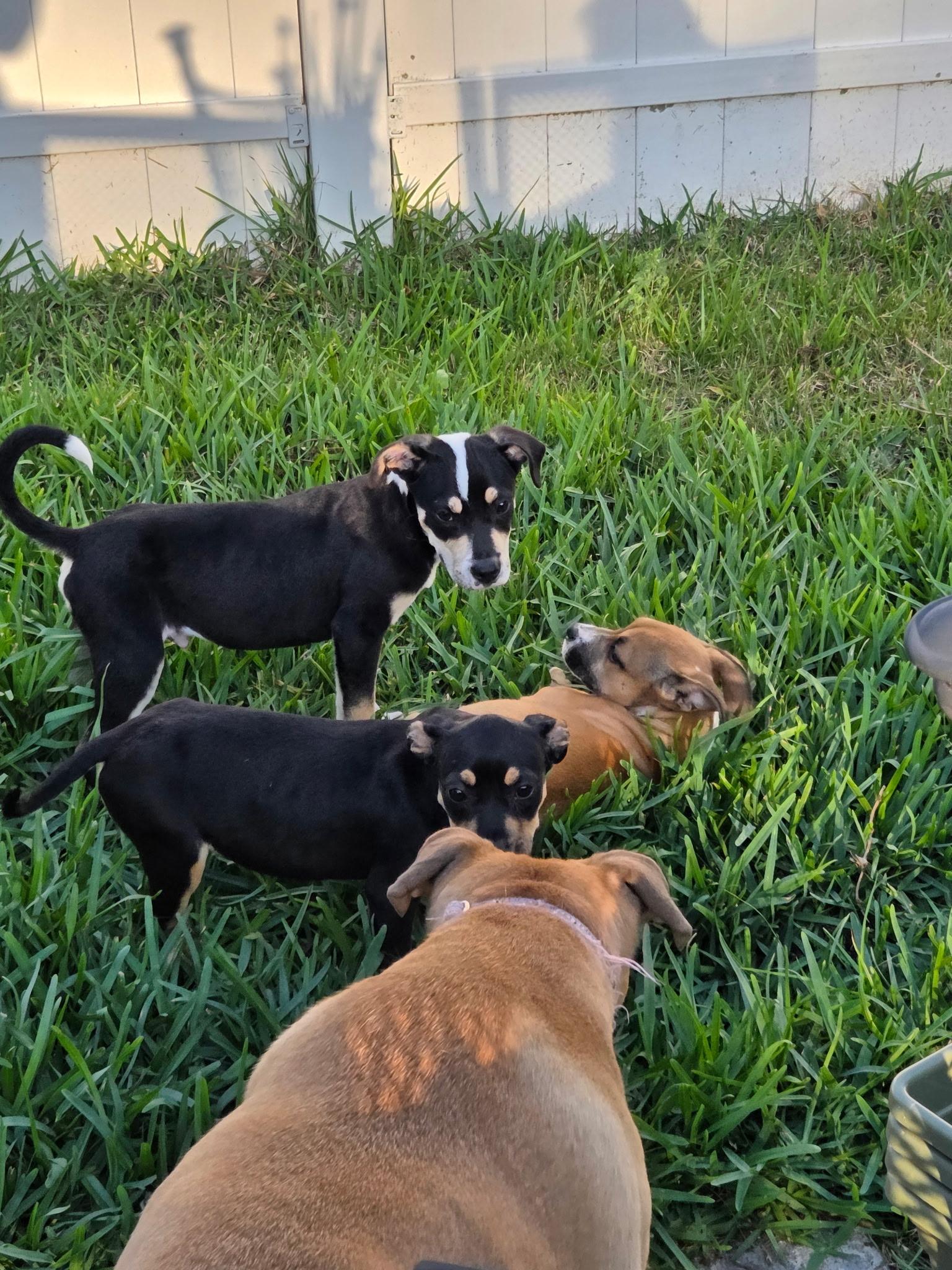 Maxine, a ADOPTABLE mixed breed in St. Augustine, FL image 2/4