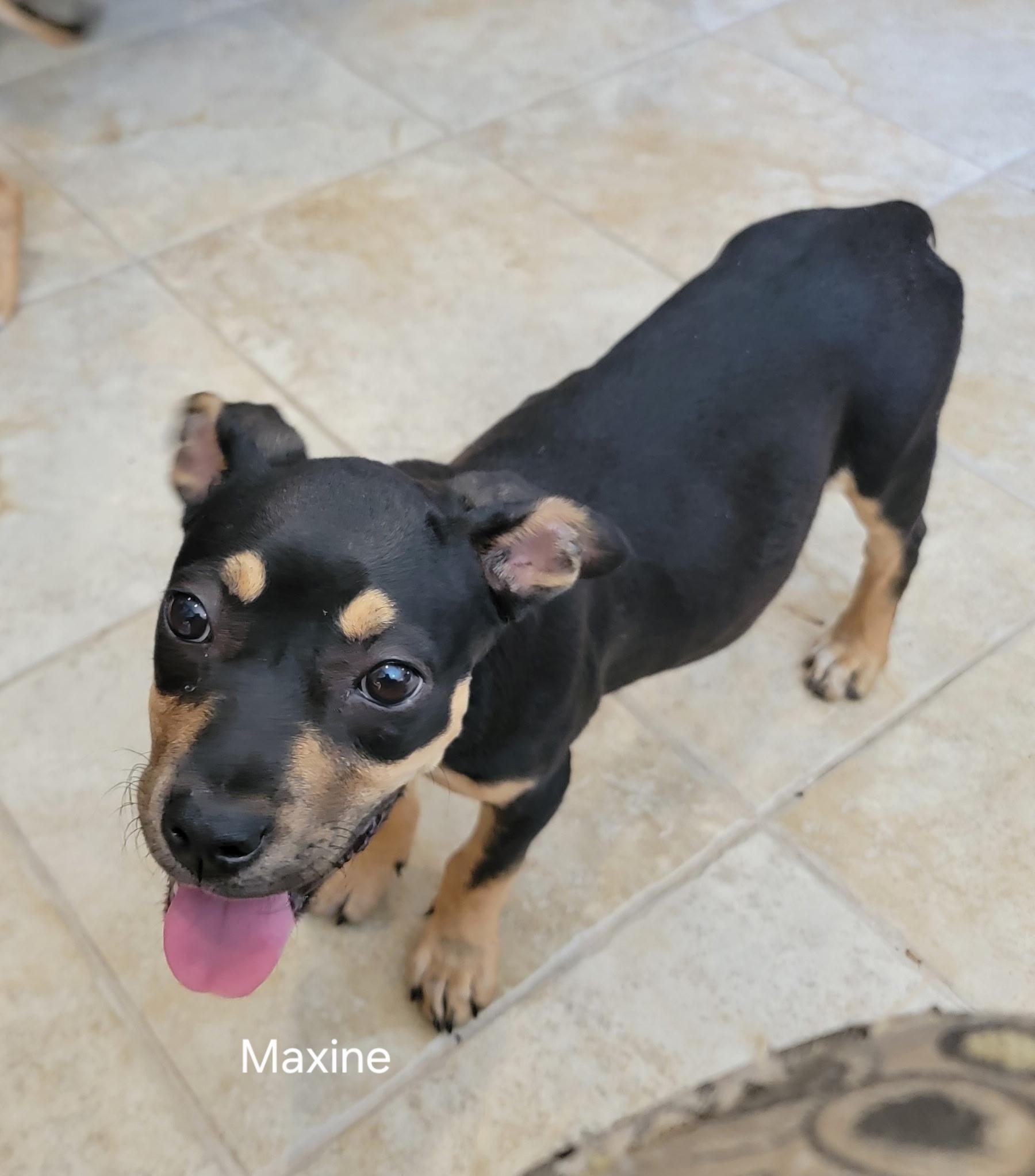 Maxine, a ADOPTABLE mixed breed in St. Augustine, FL image 4/4