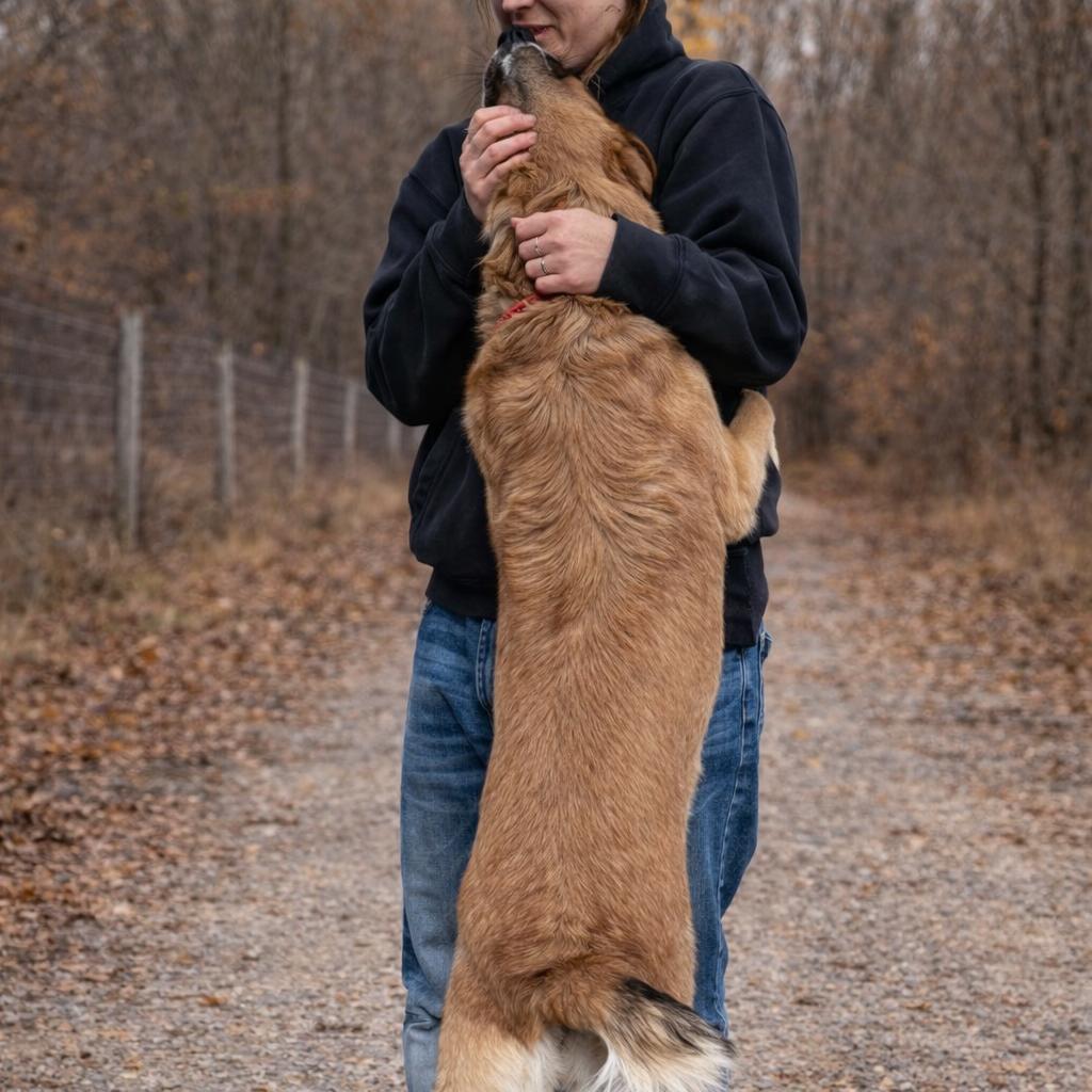 Enlarge Daisey, a Adoptable German Shepherd Dog in Hohenwald, TN image 1/6