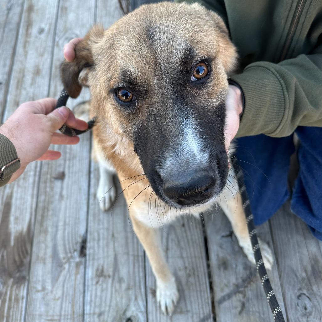 Enlarge Daisey, a Adoptable German Shepherd Dog in Hohenwald, TN image 6/6