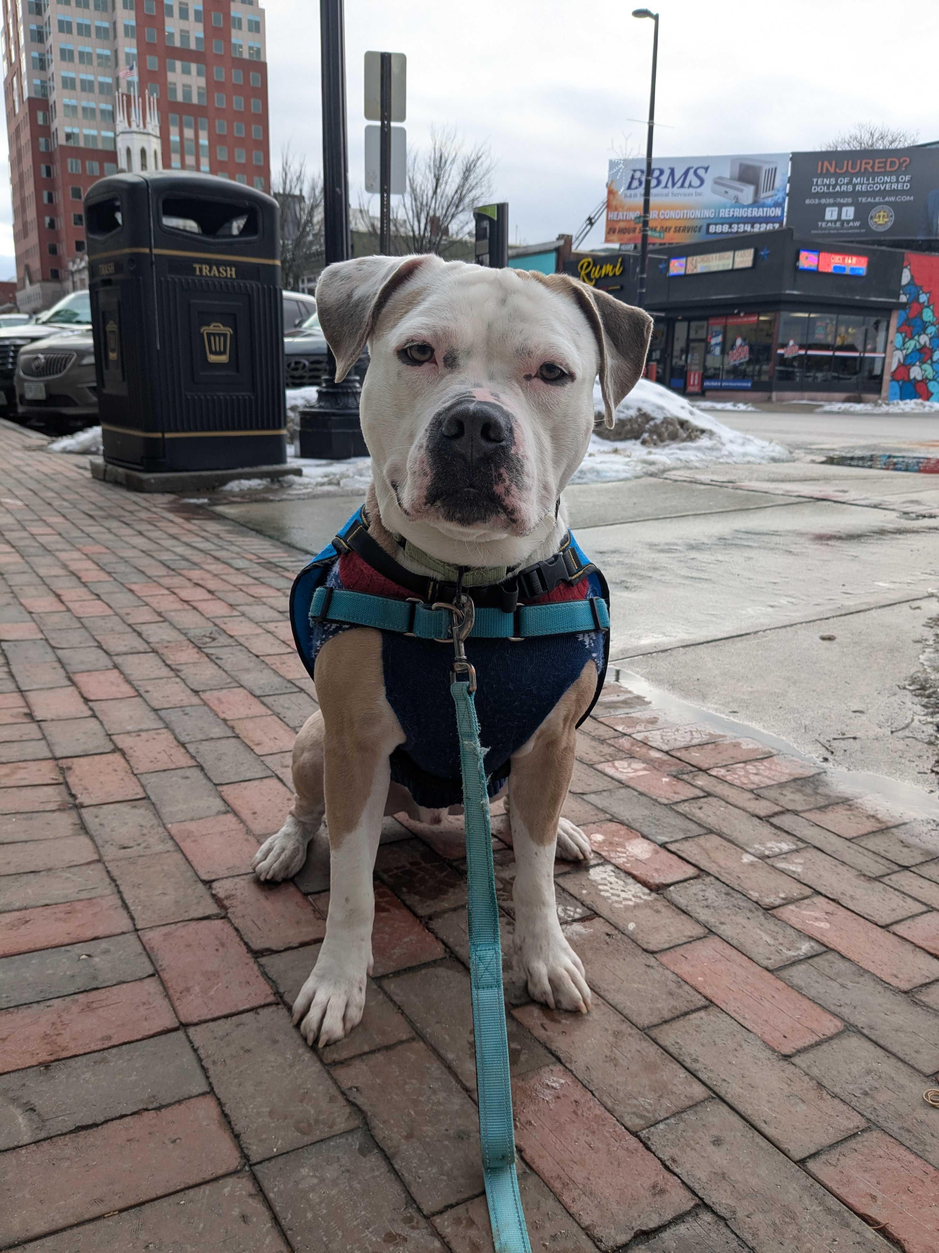 Enlarge Papucho, a Adoptable mixed breed in Manchester, NH image 4/4