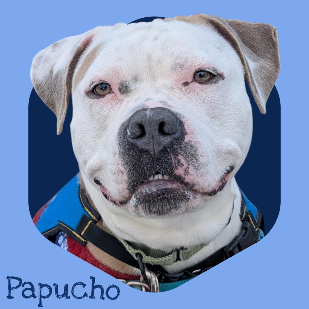 Enlarge Papucho, a Adoptable mixed breed in Manchester, NH image 1/4
