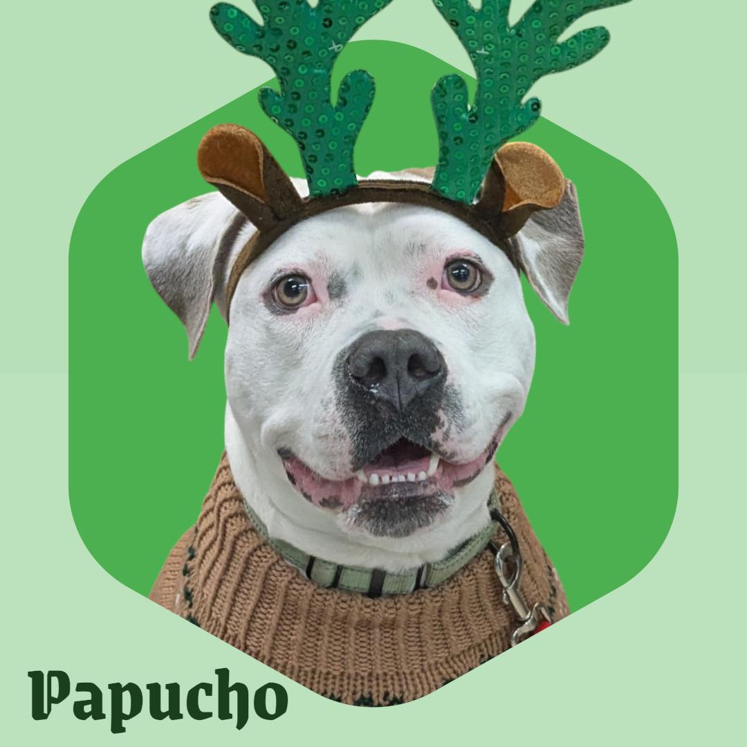 Enlarge Papucho, a Adoptable mixed breed in Manchester, NH image 1/1