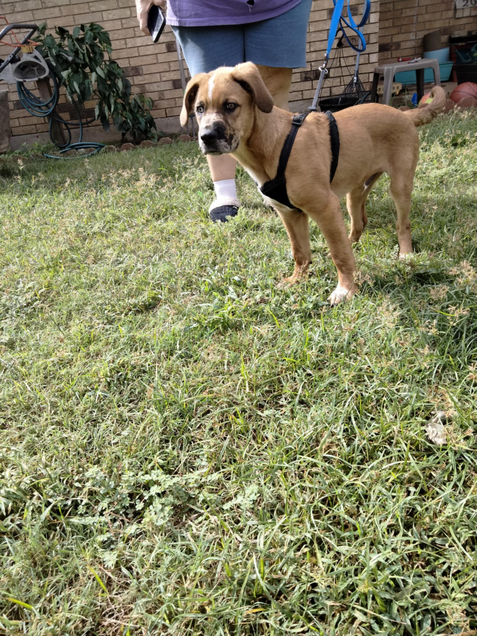 Enlarge Andy, a Adoptable mixed breed in Boston, MA image 2/3