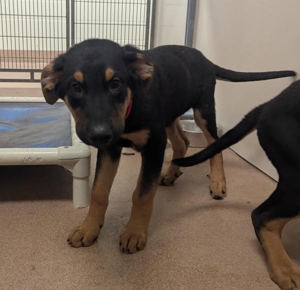 Enlarge Camino, a Adoptable mixed breed in Santa Rosa, CA image 1/1