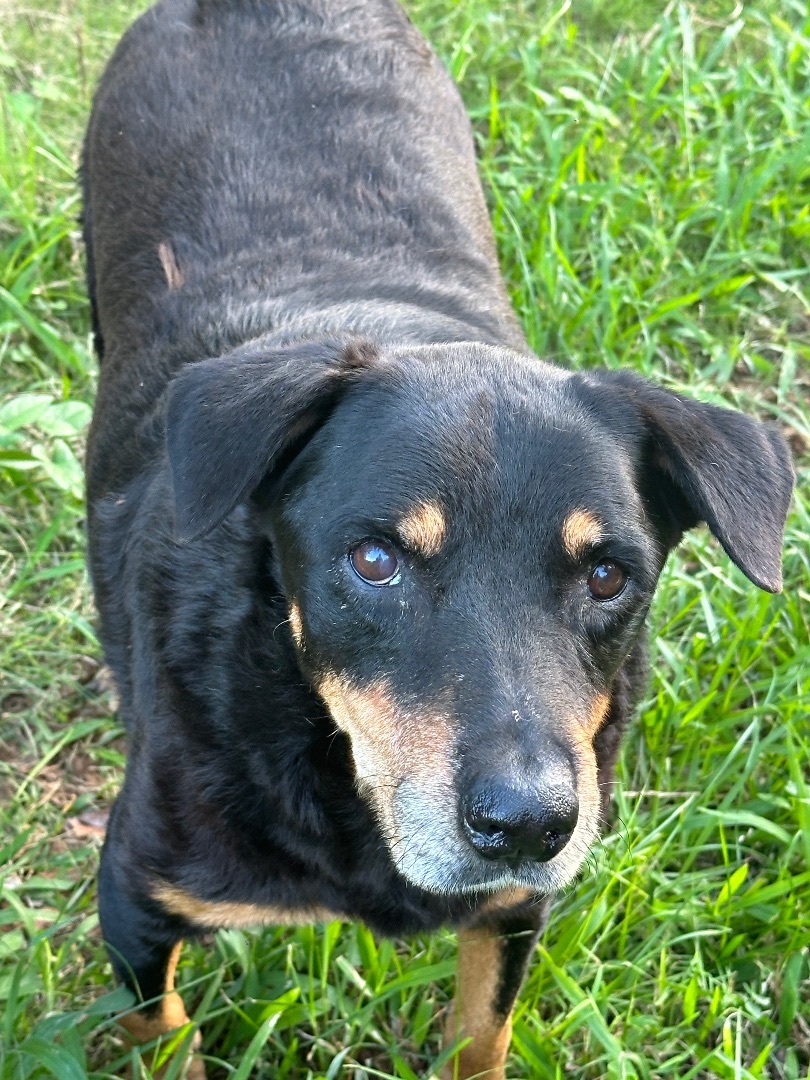 Enlarge Dyna Bear, a Adoptable mixed breed in Rincon, PR image 1/1