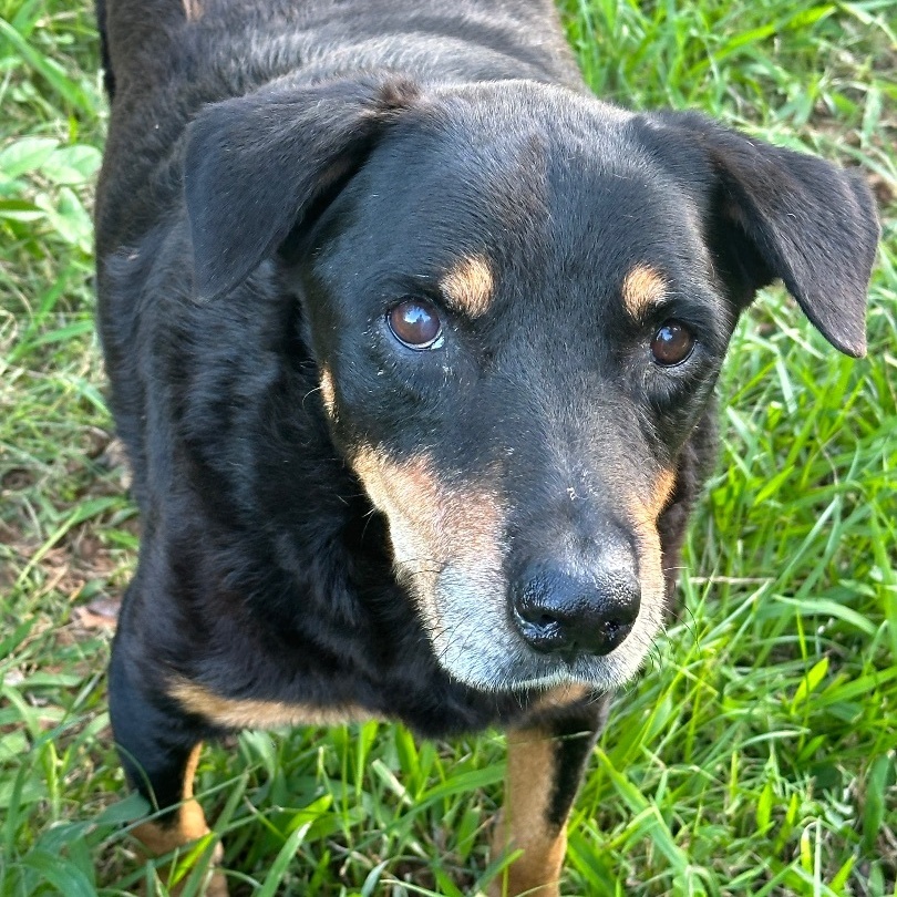 Enlarge Dyna Bear, a Adoptable mixed breed in Rincon, PR image 1/1