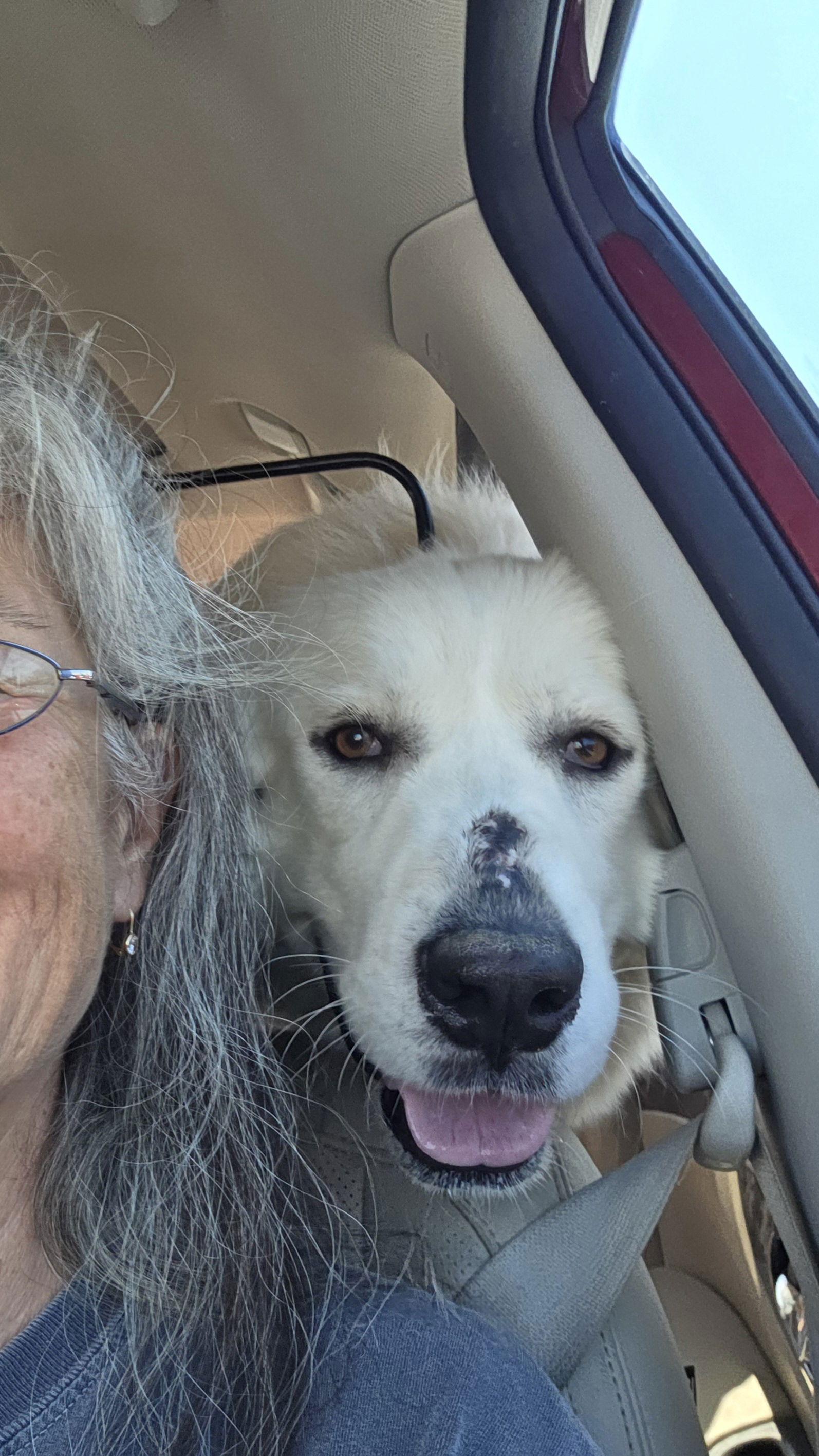 Sequoia ( Sadie at adoption), Adopted, Adult Female Great Pyrenees.