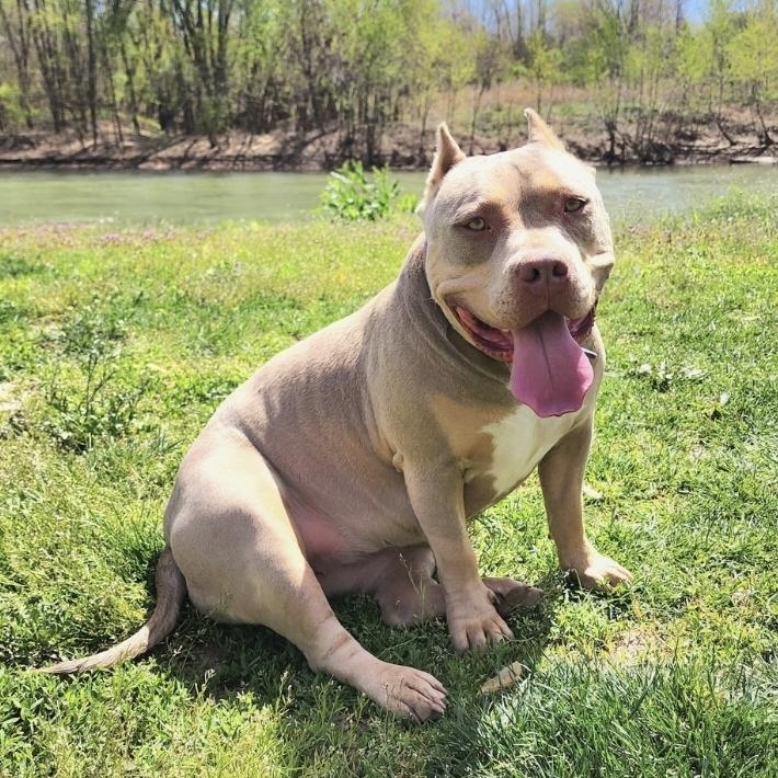 Kaiya, a Adoptable American Bully in Beaufort, MO image 1/2