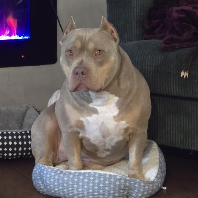 Kaiya, a Adoptable American Bully in Beaufort, MO image 2/2