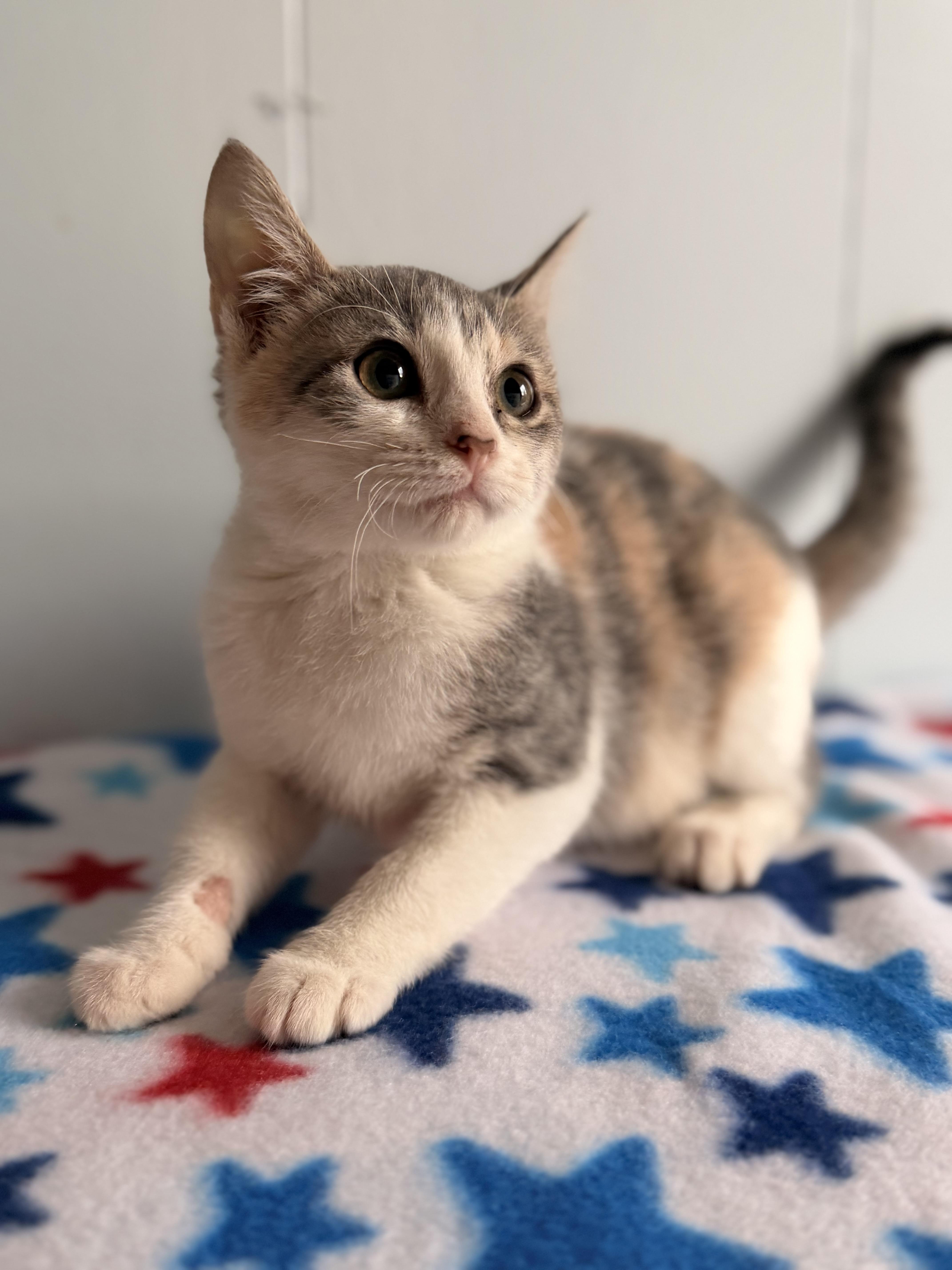 Enlarge Katara, a Adoptable Domestic Short Hair in Leesville, LA image 2/3