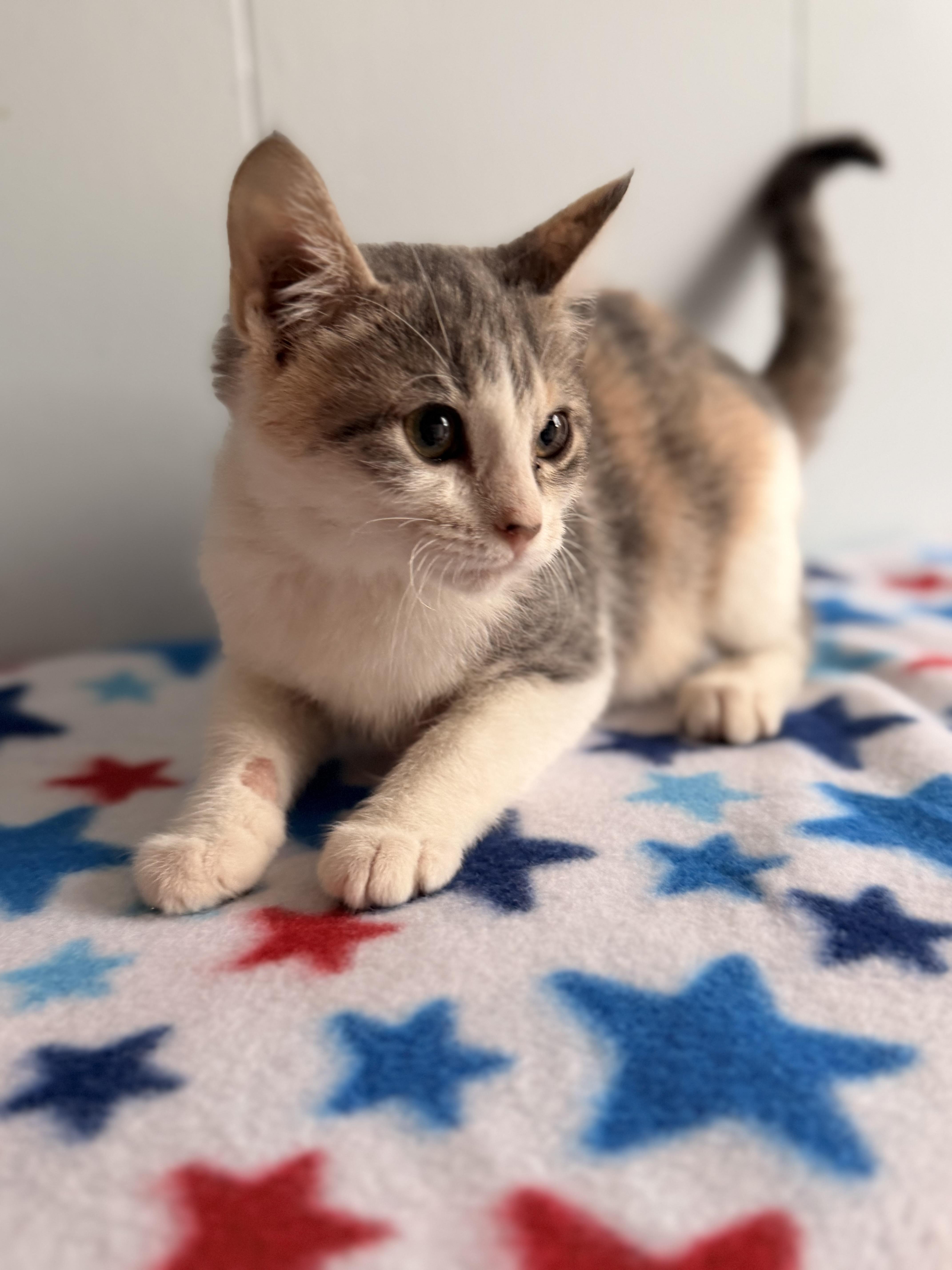 Enlarge Katara, a Adoptable Domestic Short Hair in Leesville, LA image 3/3