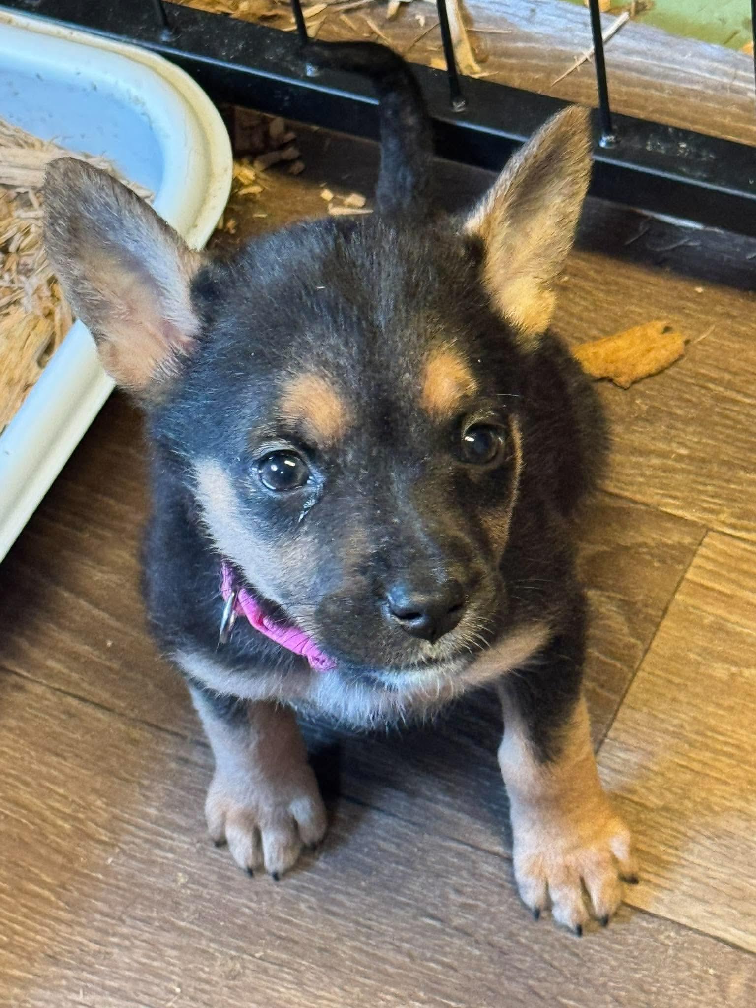 Enlarge Alice, a Adoptable Shepherd in Duluth, MN image 1/3