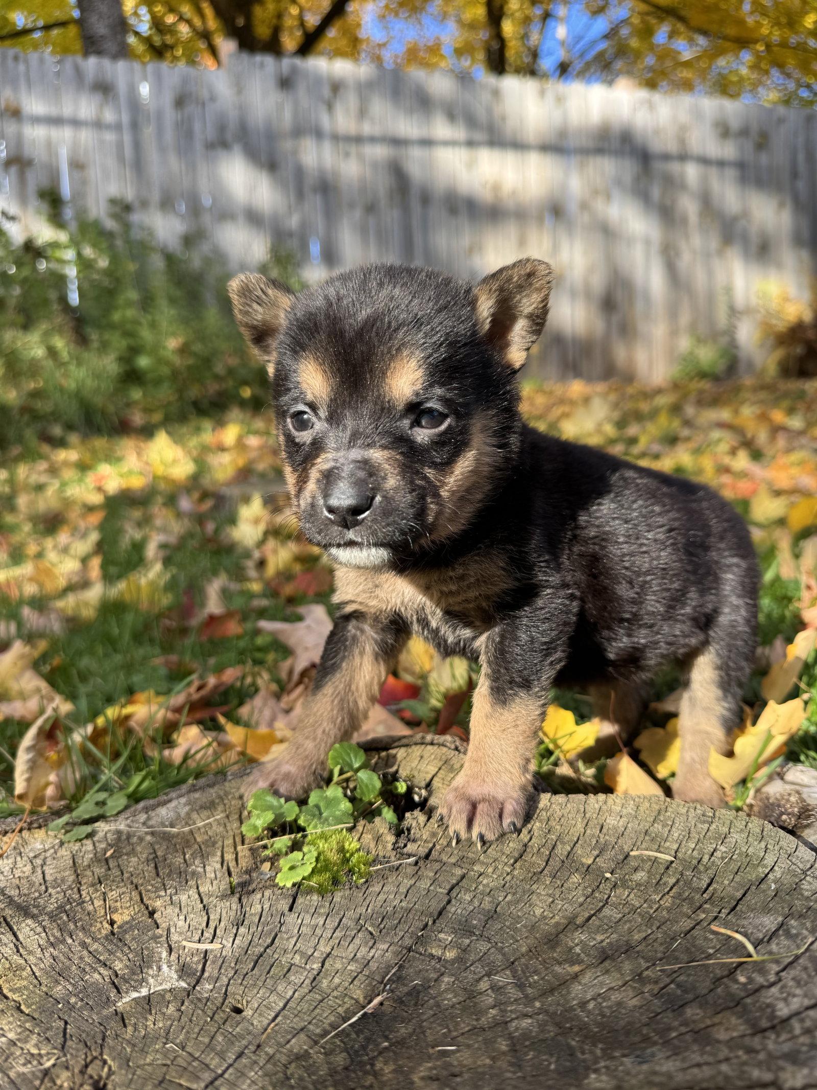 Enlarge Alice, a Adoptable Shepherd in Duluth, MN image 2/3