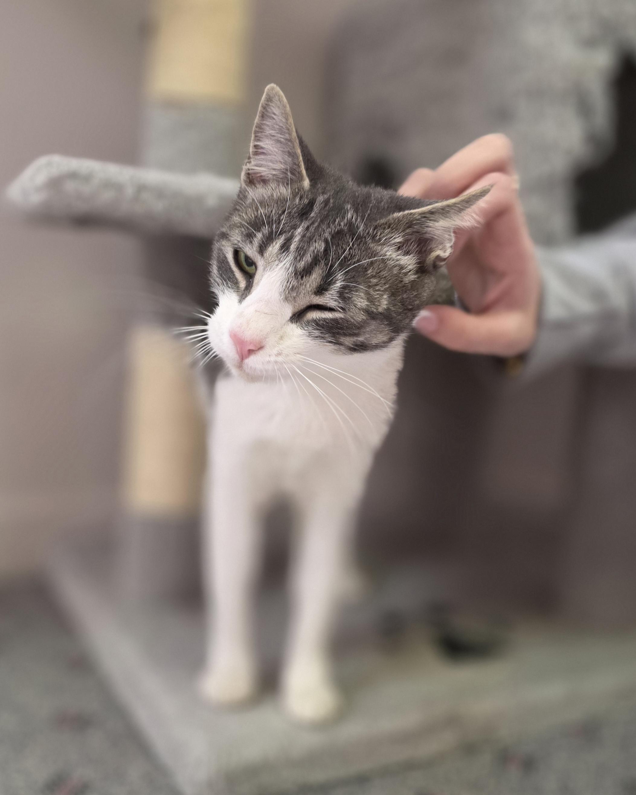 Enlarge Evelyn, a Adoptable Domestic Short Hair in Macomb Twp, MI image 5/5