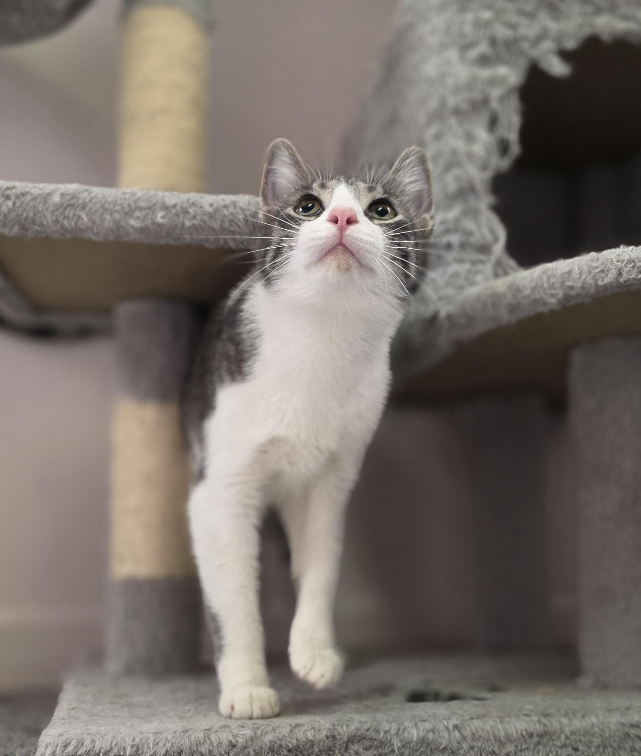 Enlarge Evelyn, a Adoptable Domestic Short Hair in Macomb Twp, MI image 4/5