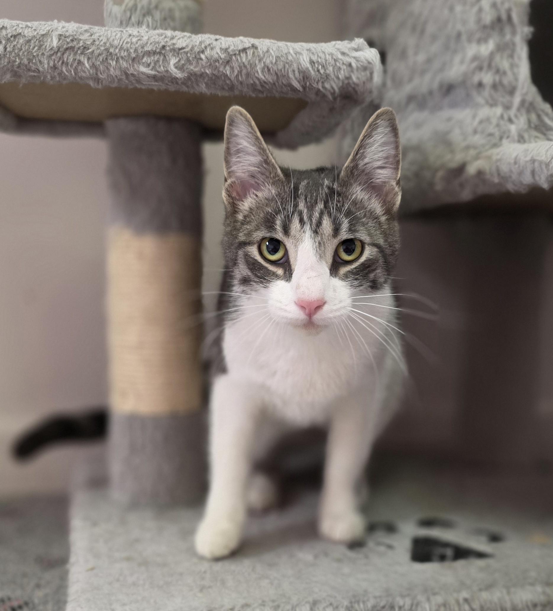 Enlarge Evelyn, a Adoptable Domestic Short Hair in Macomb Twp, MI image 2/5