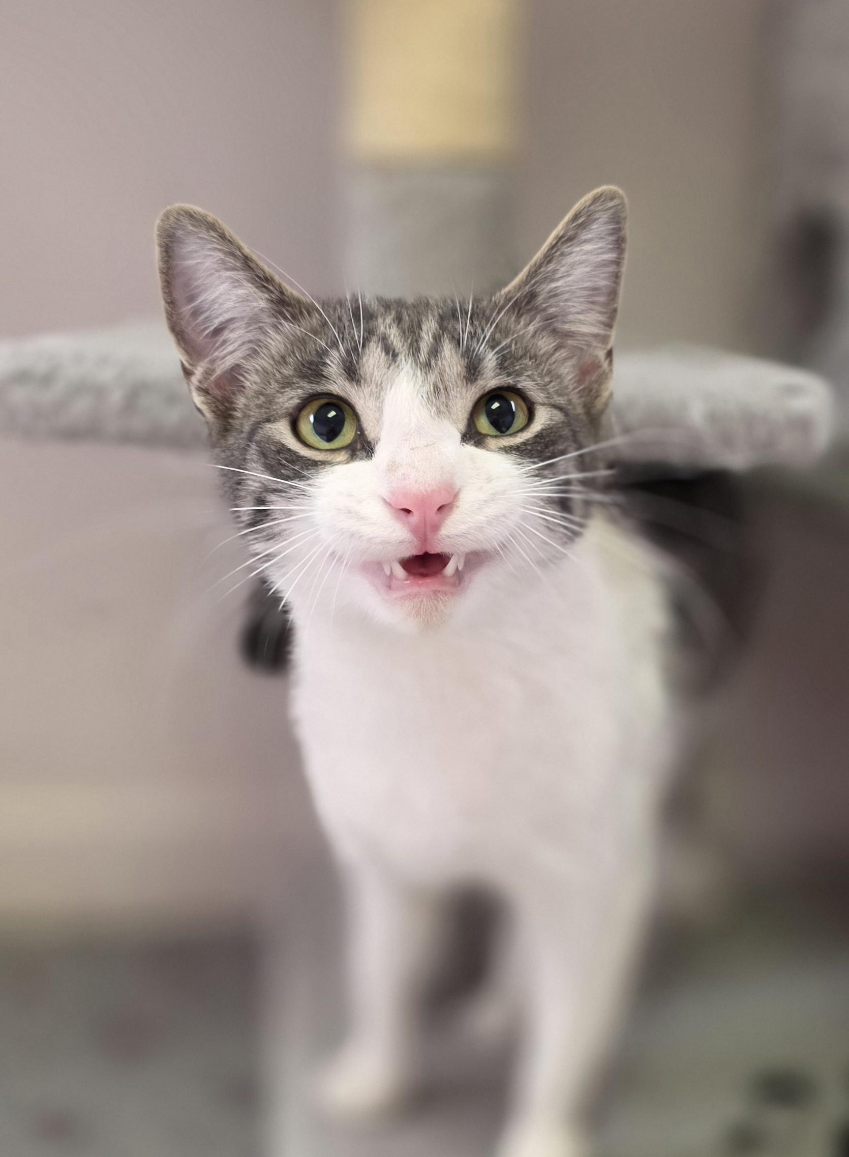 Evelyn, Adoptable, Young Female Domestic Short Hair.