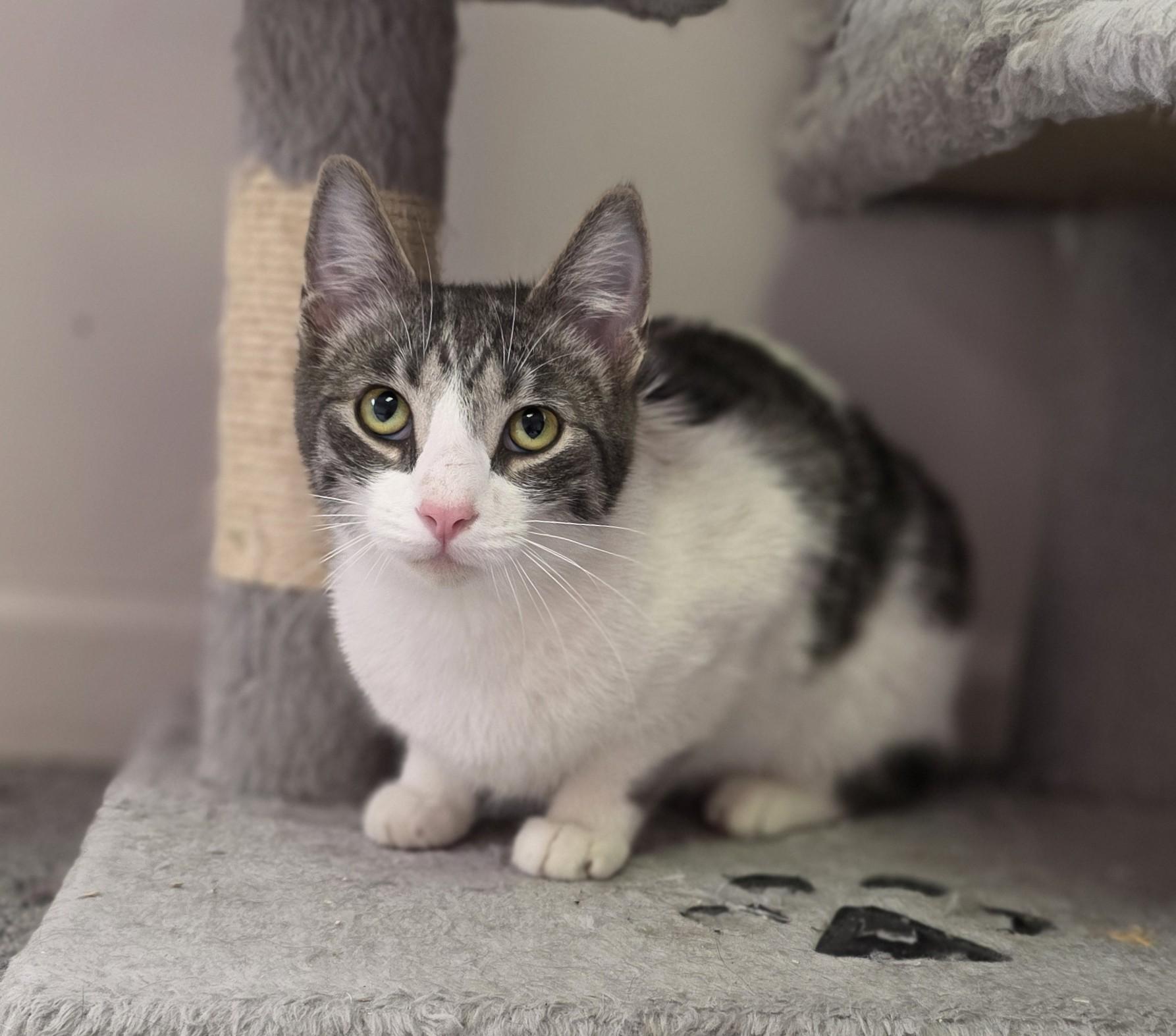 Enlarge Evelyn, a Adoptable Domestic Short Hair in Macomb Twp, MI image 3/5