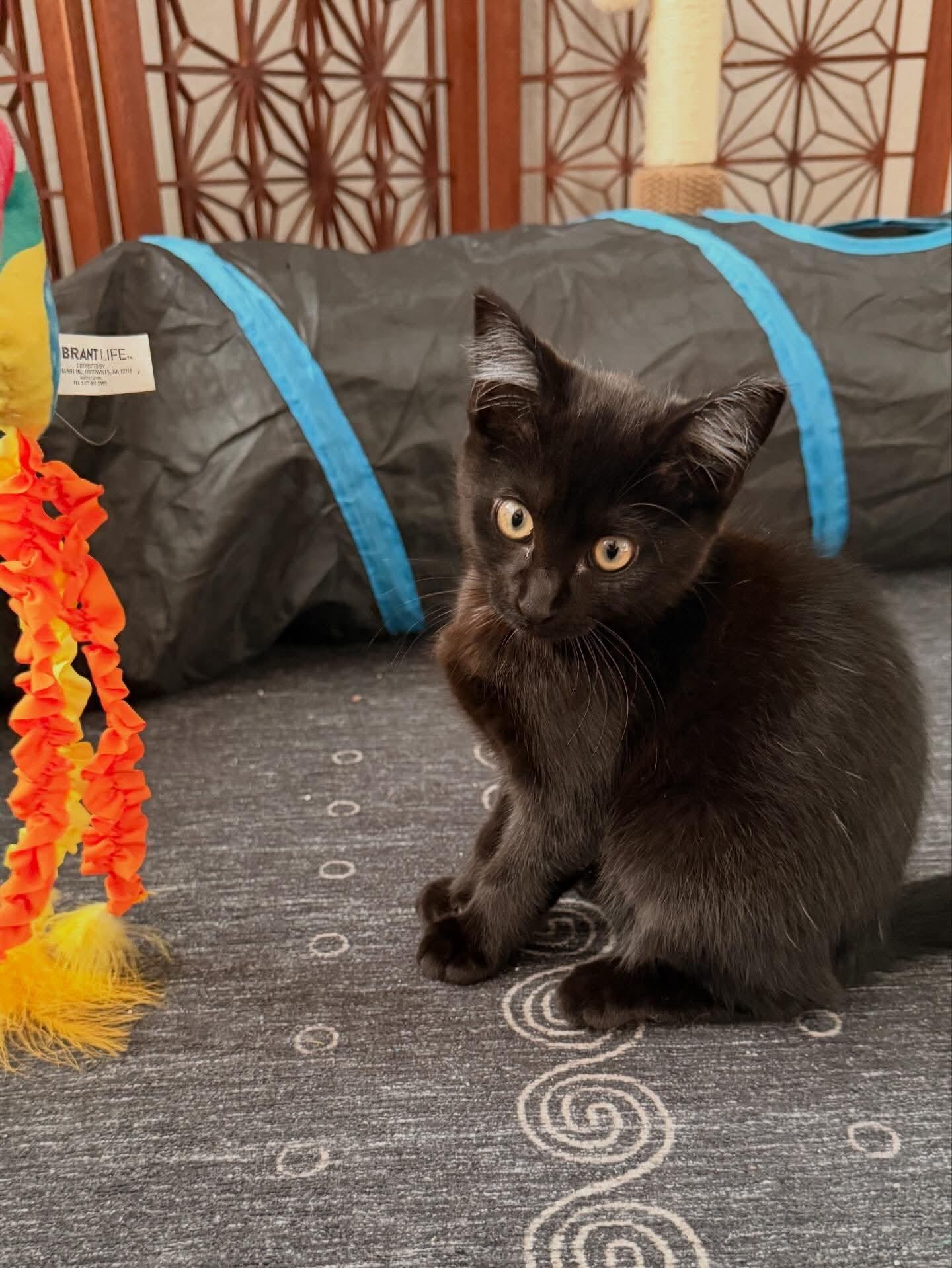 Enlarge Piper, an adopted Domestic Short Hair in Saint Pete Beach, FL image 1/1