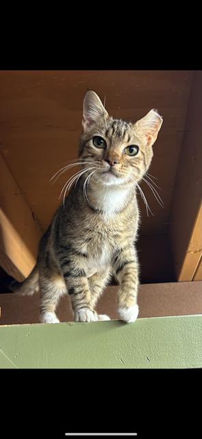 Lump, ADOPTABLE, Adult Female Domestic Short Hair.