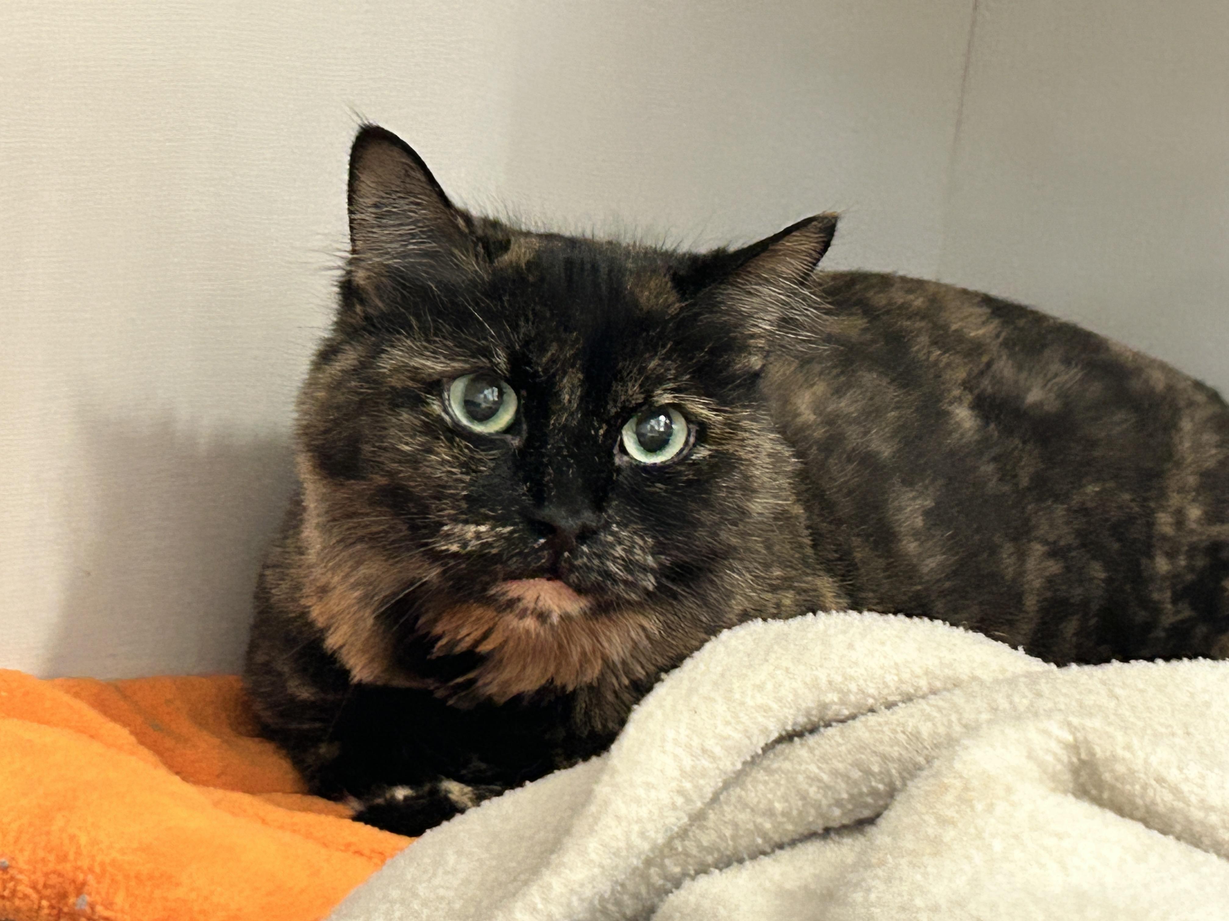 TianTian, ADOPTABLE, Adult Female Tortoiseshell.