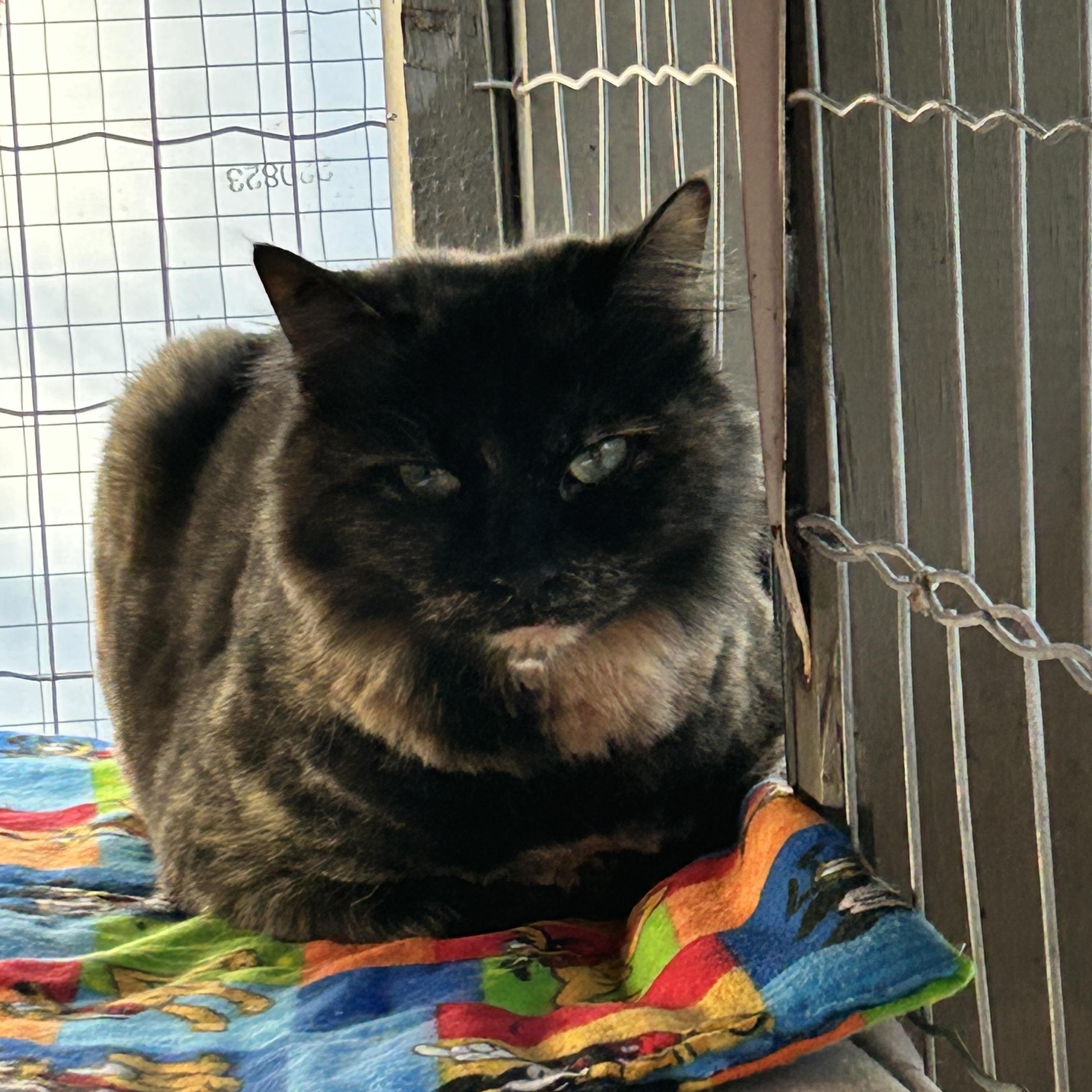 Enlarge TianTian, a ADOPTABLE Tortoiseshell in Maple Ridge, BC image 2/5