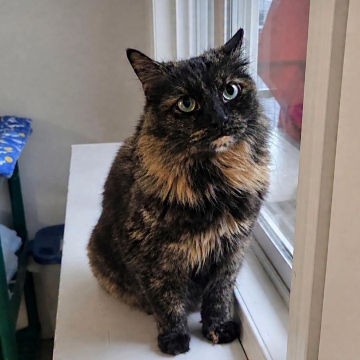 TianTian, ADOPTABLE, Adult Female Tortoiseshell.