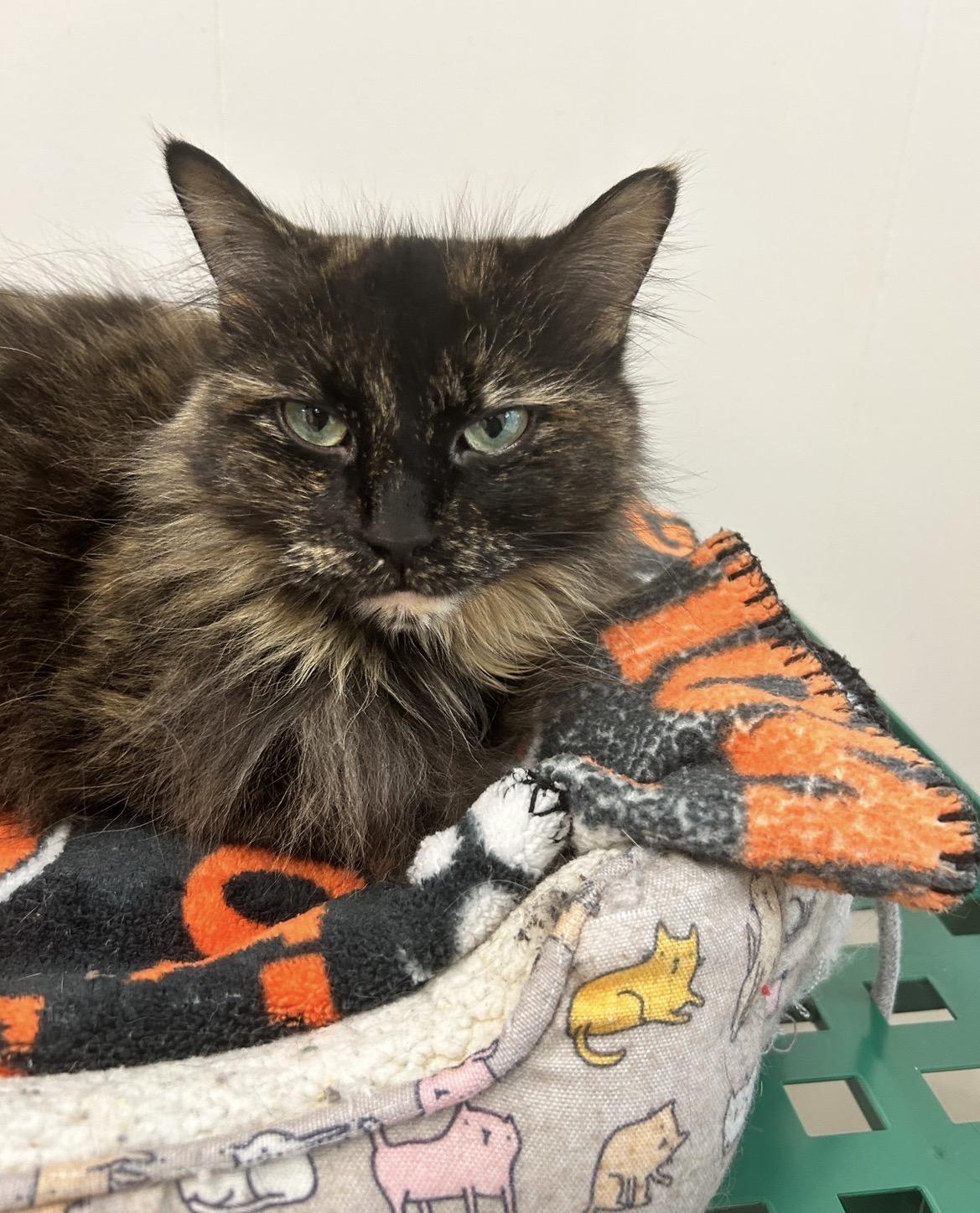 Enlarge TianTian, an adoptable Tortoiseshell in Maple Ridge, BC image 2/6