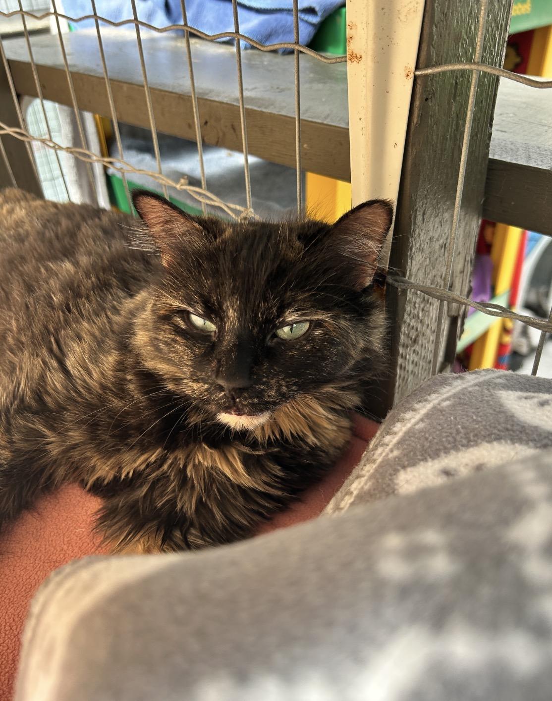 Enlarge TianTian, a ADOPTABLE Tortoiseshell in Maple Ridge, BC image 1/6