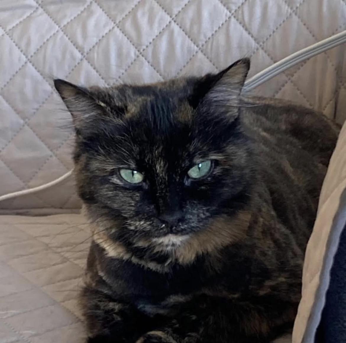 Enlarge TianTian, a ADOPTABLE Tortoiseshell in Maple Ridge, BC image 4/5