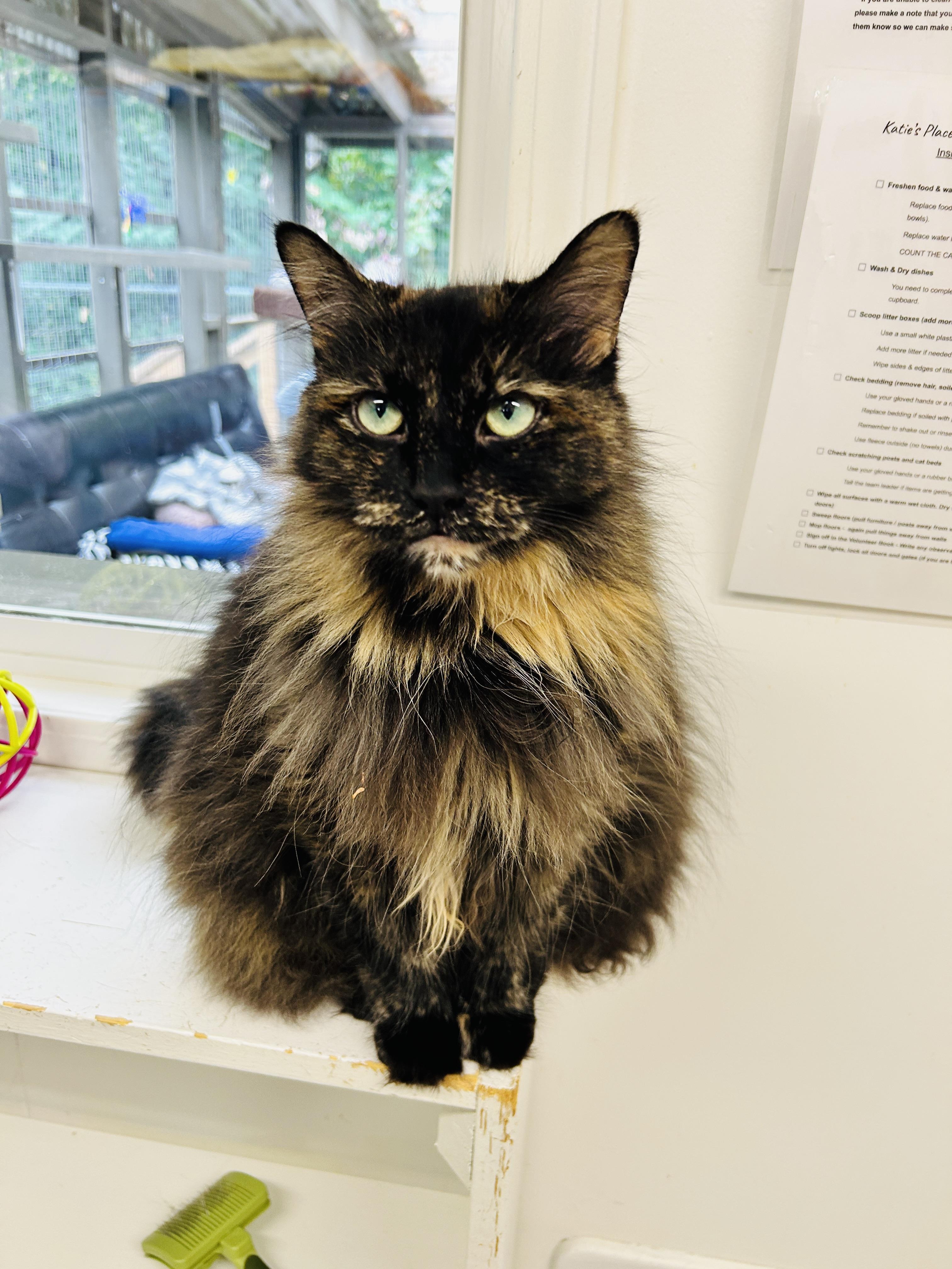 Enlarge TianTian, an adoptable Tortoiseshell in Maple Ridge, BC image 1/6