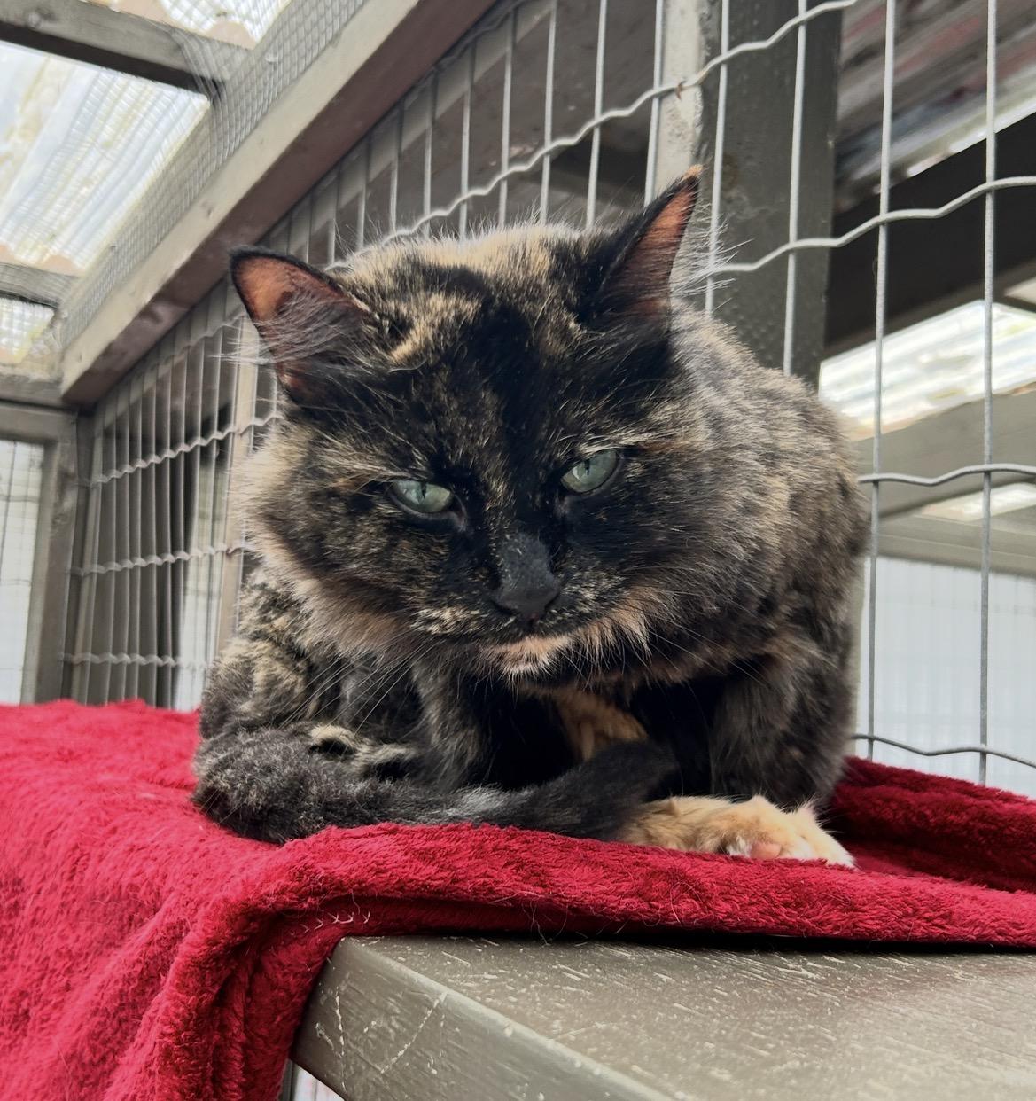 Enlarge TianTian, a ADOPTABLE Tortoiseshell in Maple Ridge, BC image 3/5