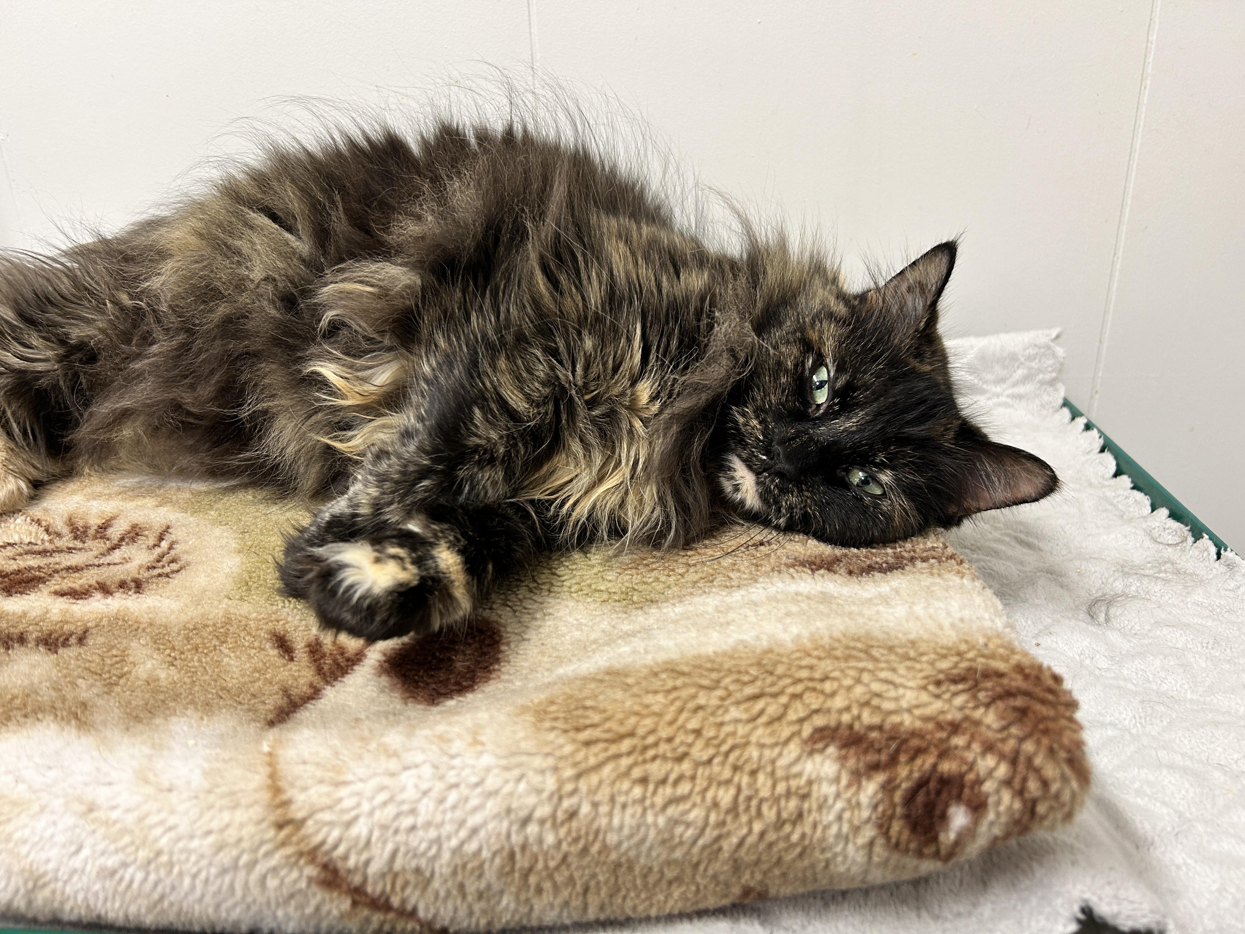 Enlarge TianTian, an adoptable Tortoiseshell in Maple Ridge, BC image 3/6