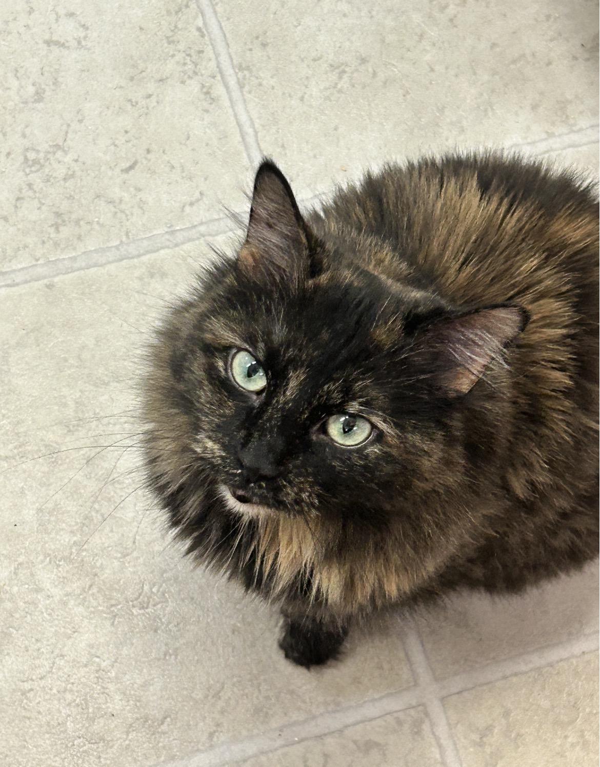 TianTian, ADOPTABLE, Adult Female Tortoiseshell.