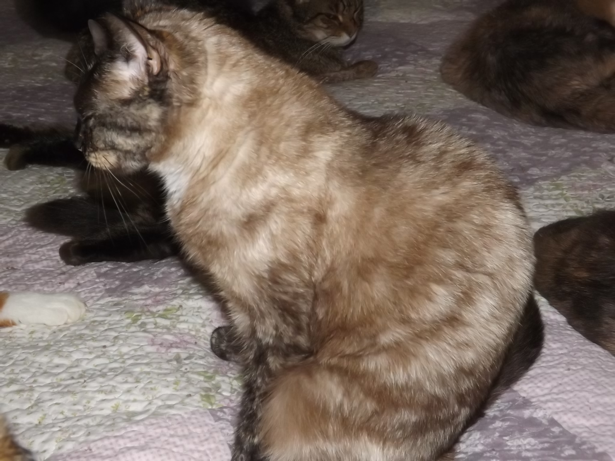 Abby, a Adoptable mixed breed in Simms, TX image 1/6