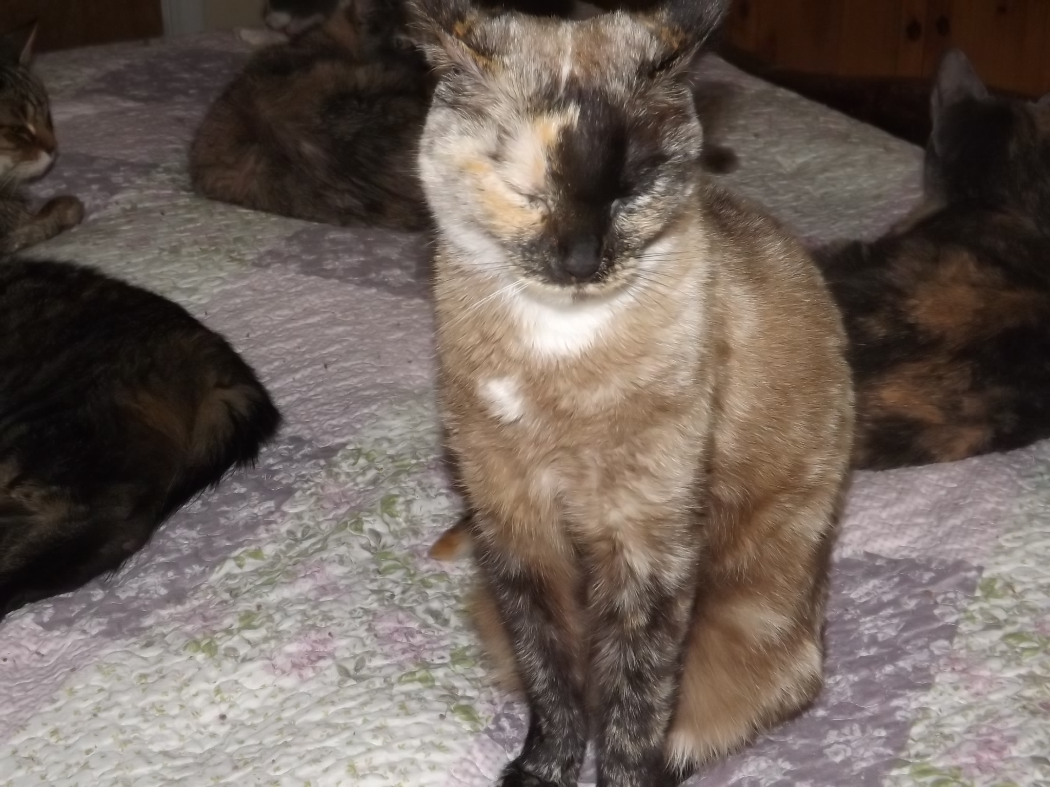 Abby, a Adoptable mixed breed in Simms, TX image 2/6