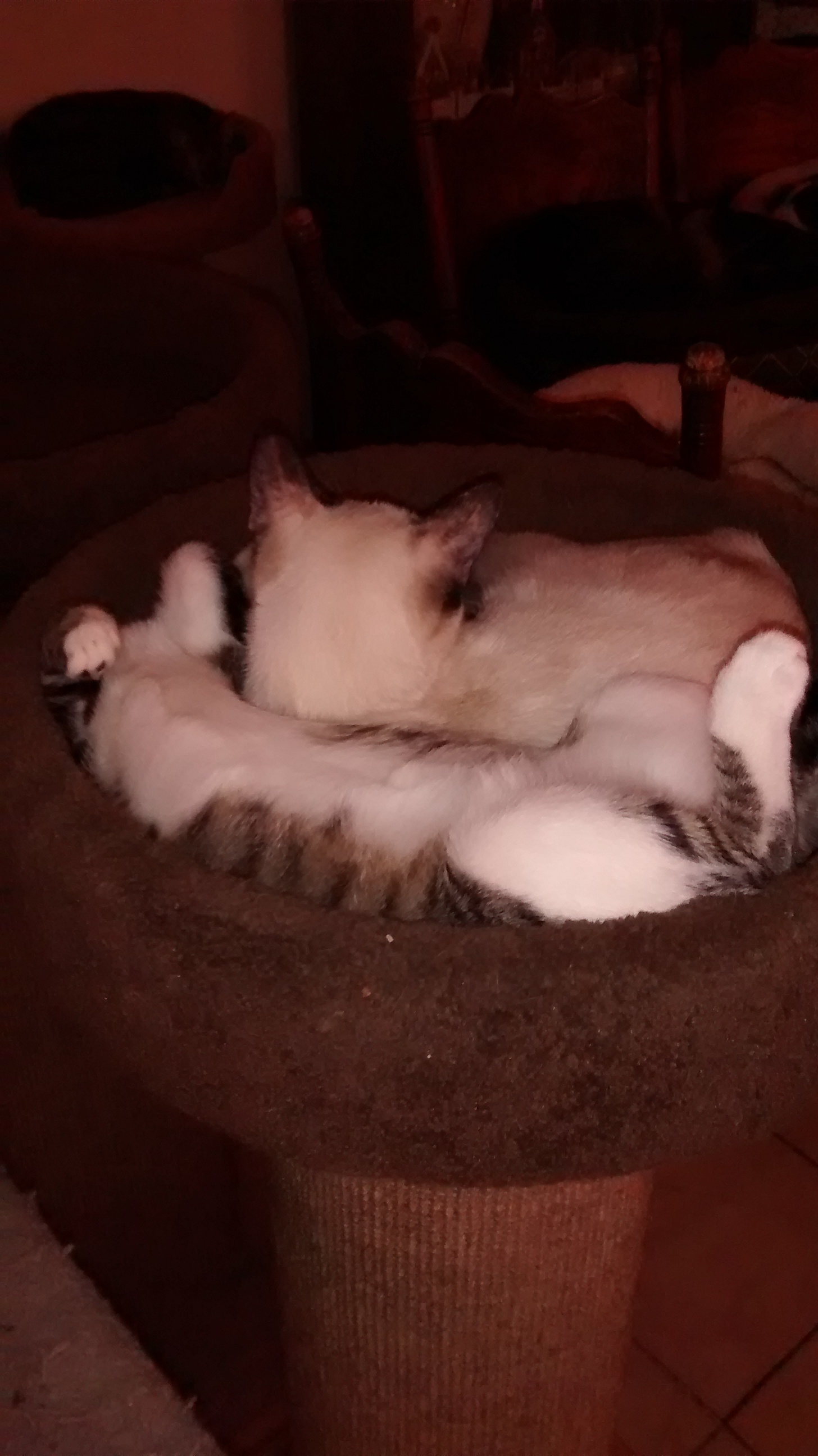 Abby, a Adoptable mixed breed in Simms, TX image 3/6