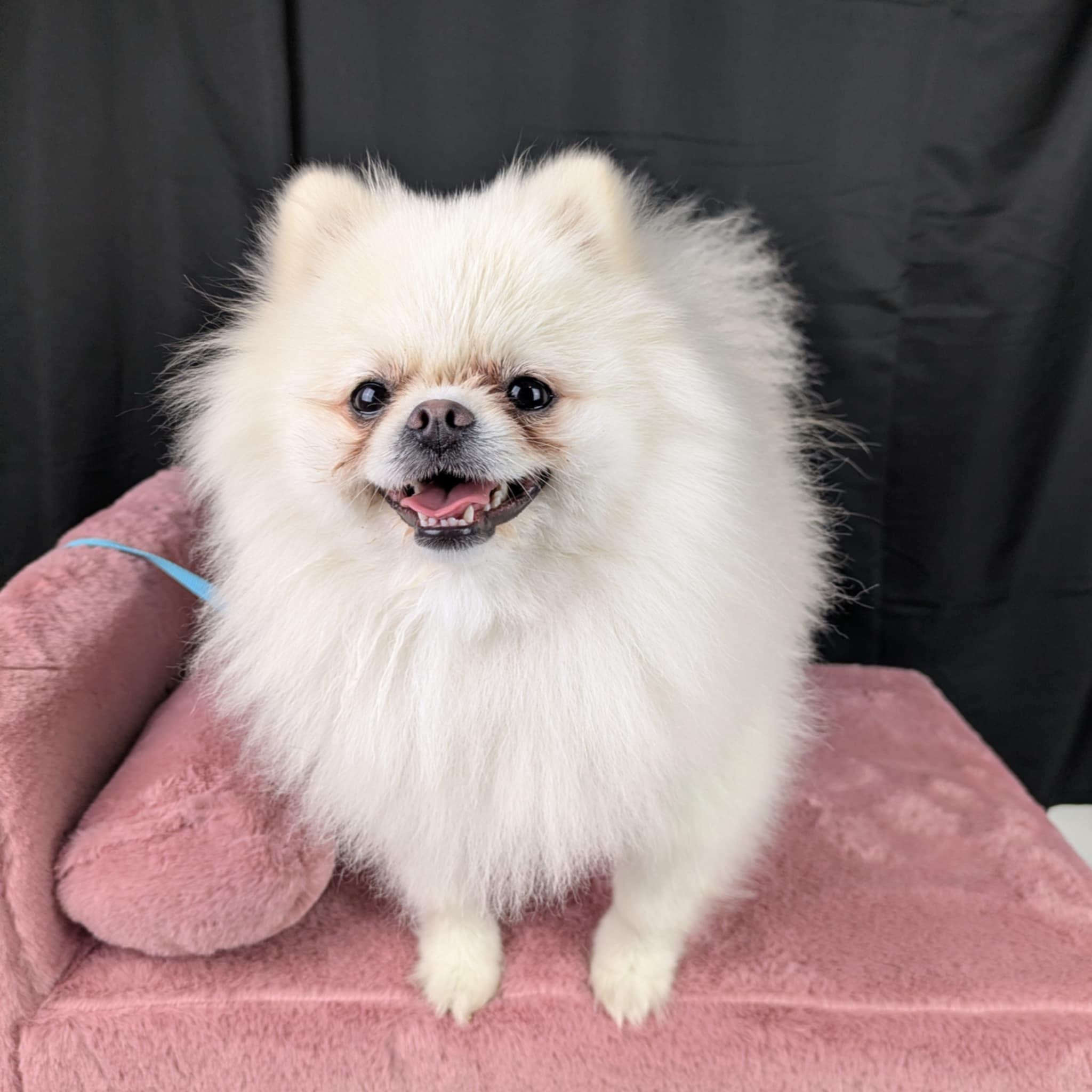 Chi Chi, adopted, Young Female Pomeranian.